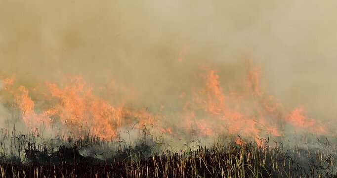 Agricultural field burning producing heavy smoke and air pollution, representing PM2.5 crisis, fire, environmental damage, climate change impact, global warming, and ecological concern