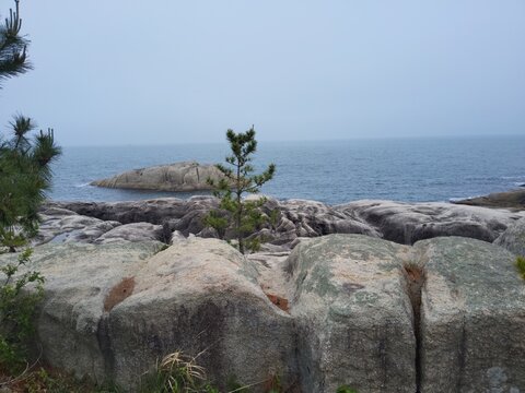 Rocky coast and small pine tree at Songjiho beach in Goseong, South Korea