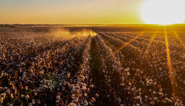 IMAX Wide View of Golden Hour Sunlight Piercing Through Dusty Cotton Field 4K