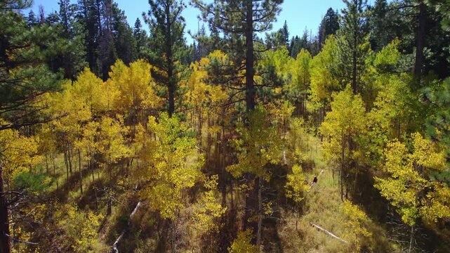 Cinematic drone footage flying through a vibrant autumn forest with golden foliage as a lone person walks deeper into the woodland below.