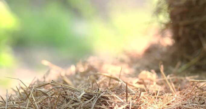 Straw stack, Hay bale natural, Straw background, Straw for organic advertising and background with sunlight, ideal for agriculture themes, Natural backdrop and mockup use