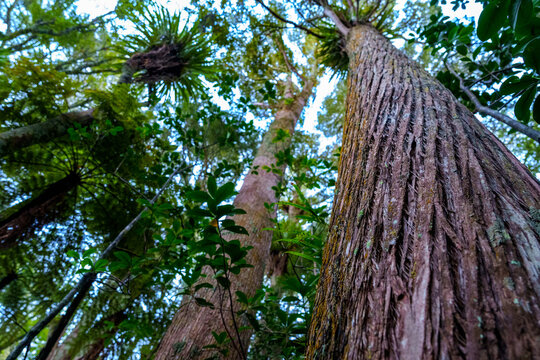 Thick, fibrous, reddish-brown bark, of a Totara tree (Podocarpus totara), a native conifer of New Zealand growing in Kowai Park bush walk at Warkworth