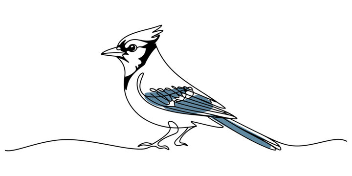 Continuous line drawing Blue Jay, bird illustration, wildlife art, vector graphics, animal design