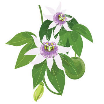 passion fruit flower