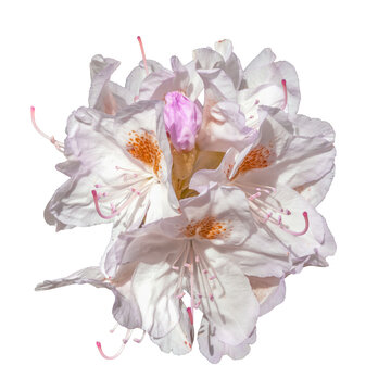 R&oacute;żanecznik, azalia, rododendron (Rhododendron L.)	