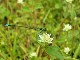 Damselfly with blue tail tip on white flower macro © HectorE