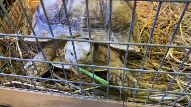 A large sulcata tortoise in a straw-lined iron cage is being fed a long bean stalk by its owner.