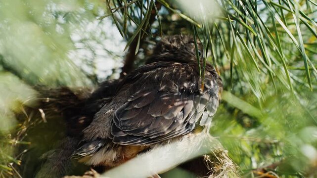 Young american robin fledgling perching on pine tree branch