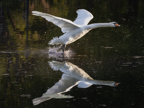 飛び立つ白鳥」の写真素材 | 3,187件の無料イラスト画像 | Adobe Stock