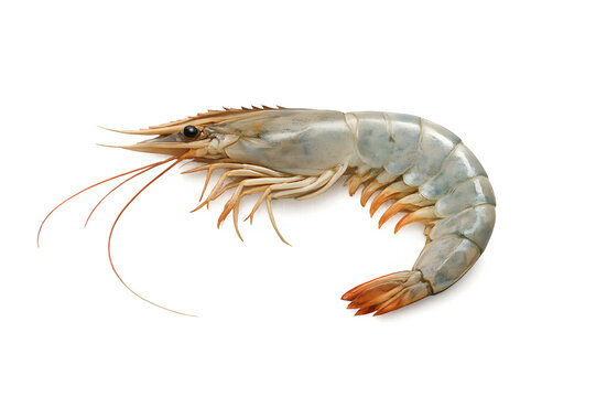 Raw jumbo prawn isolated on transparent background 
