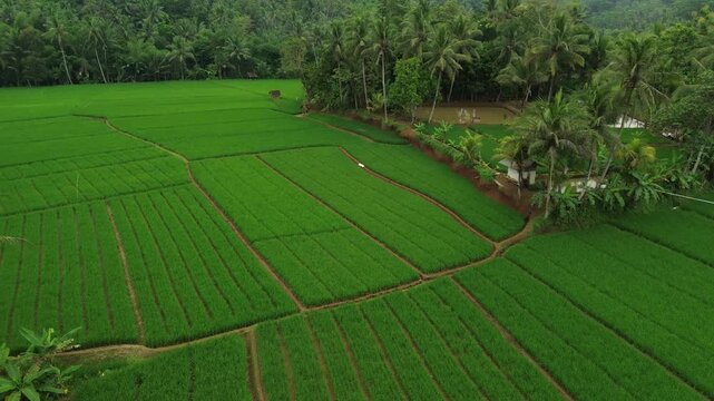 Aerial View of Lush Green Rice Paddy Fields and Palm Trees in Rural Tropical Landscape