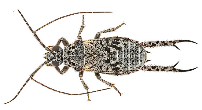 Isolated macro photograph of an earwig insect on a white background
