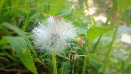 Close up of white fluffy wild flower seeds puff on green blurred background © Reni