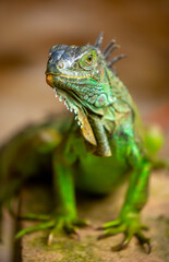 Obraz premium A close-up of an iguana. A beautiful, multicolored lizard with vibrant, colorful skin. An exotic, tropical animal.