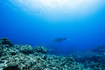 Fototapeta premium Distant manta ray over tropical coral reef underwater landscape