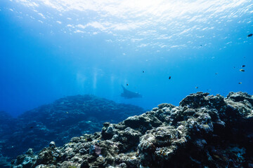 Obraz premium Vast blue underwater seascape with distant manta ray and coral reef