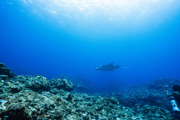 Fototapeta premium Wide angle underwater ocean scene with coral reef and manta ray