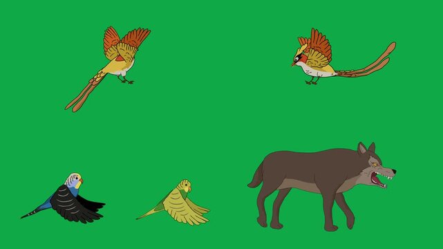 Pheasant, Bird, Wolf, Predator 2d animated cartoon character on green screen chroma key background. High quality wildlife birds predator isolated illustration loop cycle vector animation compositing