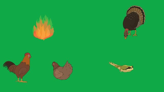 Fire, Turkey, Rooster, Bird 2d animated cartoon character on green screen chroma key background. High quality burning flame poultry isolated illustration loop cycle vector animation compositing