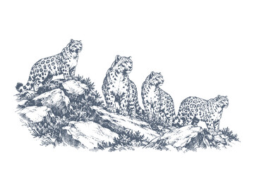 Vintage leopard engraving style vector illustration featuring spotted wild cats on rocky terrain, detailed safari wildlife artwork © Chairul