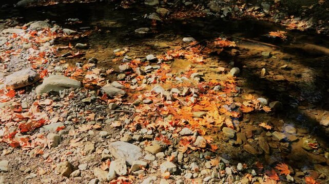 lichen on rock