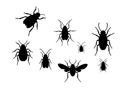 Black Insects Silhouettes on White Background