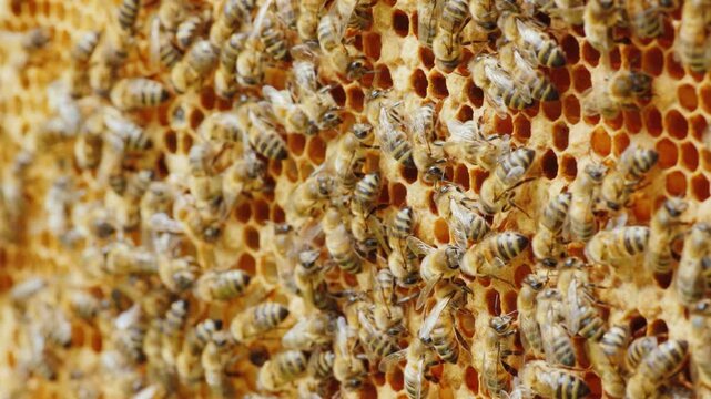 Close-up footage of busy bees working on a honeycomb in natural light.