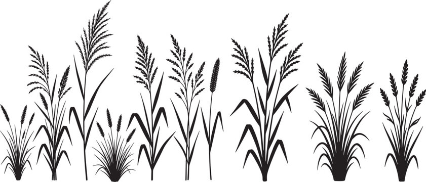 Silhouettes of various wetland plants reeds and grasses, vector isolated on a white background.