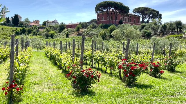 Wide panoramic view of lush vineyards with red roses and Italian village in Liguria. Horizontal video showing rows of green grapevines on sunny hillside with historic church. Mediterranean rural
