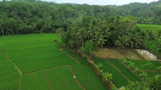 Aerial View of Lush Green Rice Fields and Tropical Palm Trees in Rural Bali
