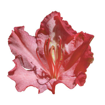  R&oacute;żanecznik, azalia, rododendron (Rhododendron L.)