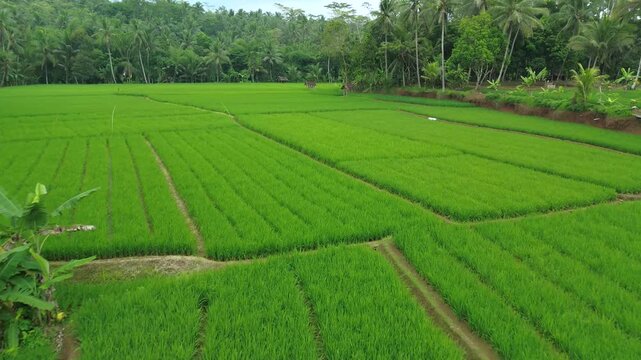 Aerial View of Lush Green Rice Fields and Coconut Palm Trees in Tropical Jungle Landscape