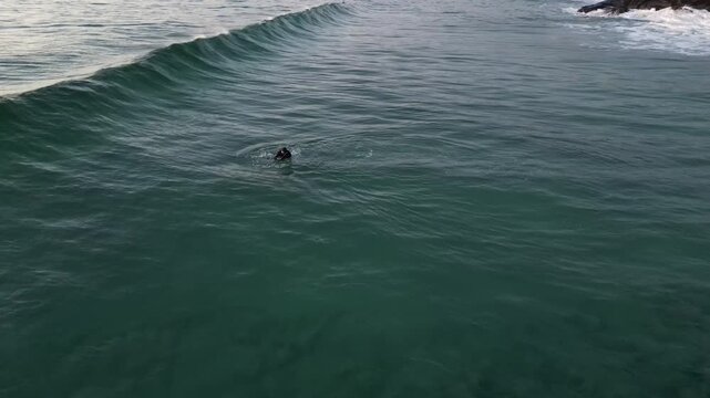 Winter Surfer Riding Ocean Wave on Norway West Coast