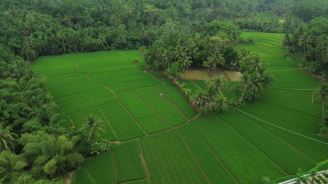 Aerial View of Vibrant Green Rice Fields and Tropical Coconut Palm Trees in Rural Indonesia