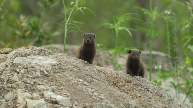 Two dwarf mongooses sit alert on a rock, carefully scanning their surroundings for danger and movement in the African bush. Filmed with a soft green blurred background, Kruger National Park.
