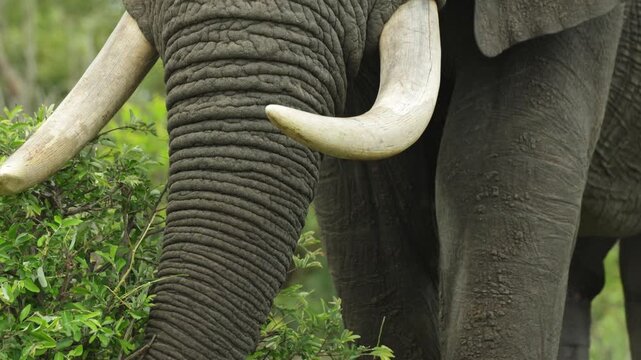Closeup of an African elephant's trunk and tusks while feeding with a green background, Kruger National Park.