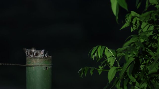 Three curious lesser bushbabies peer cautiously from inside a hollow fence pole, scanning its surroundings at night. Captured at dusk in Kruger National Park.