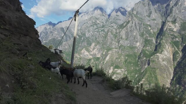 POV Walk Meet Goats on Narrow Tiger Leaping Gorge High Trail Yunnan China