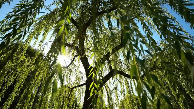 Weeping Willow Tree Leaves Sunlight Flare Nature Background.
