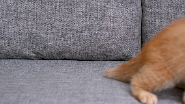 Scottish Fold red kitten lies on gray sofa side view.