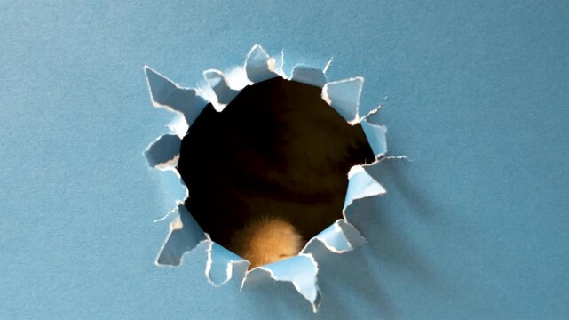 Ginger kitten peeks out of a hole in blue torn paper close-up.
