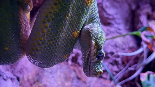 Vivid green tree python head and scales revealed in an extreme close-up shot