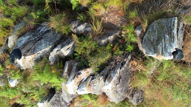 Black vultures resting on rocky mountain terrain surrounded by dry grass and green vegetation. Natural wildlife scene scavenger birds perched on stone formations in rugged highland environment
