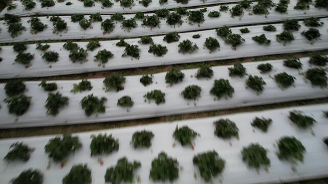 Aerial perspective of a symmetrical fruit cultivation field with green strawberry plants and red berries