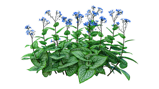 Blue flowering plant with green textured leaves on transparent background.