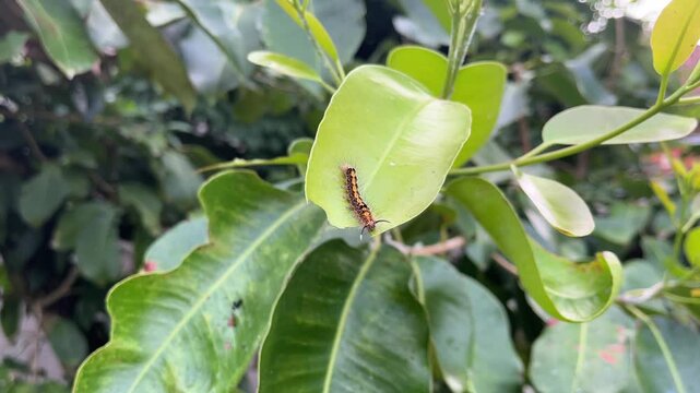 Caterpillar Crawling on Green Leaf of Plant in Agricultural Garden