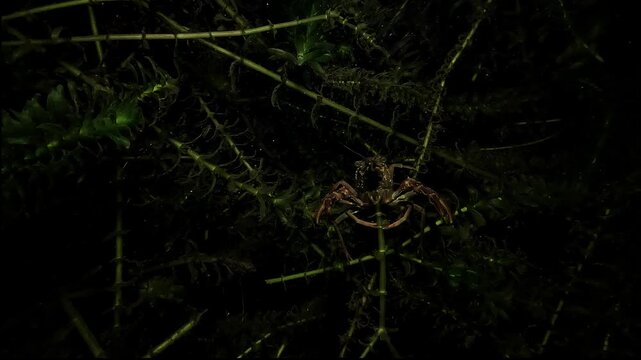 Red swamp crayfish - Procambarus clarkii - shelters in dense aquatic plants after dark, keeping distance from freshwater predators.