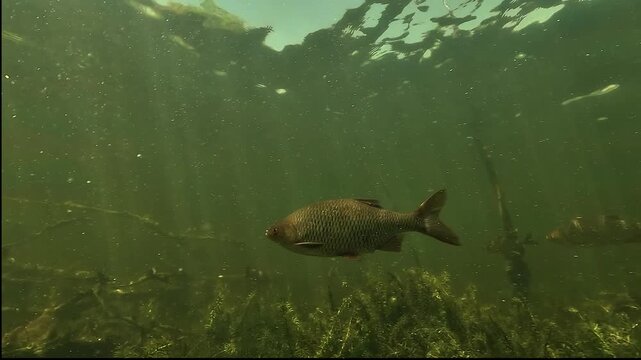 Underwater side view of a rudd - Scardinius erythrophthalmus - gliding over aquatic plants in a calm green freshwater lake.