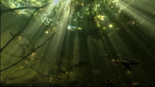 Common roach - Rutilus rutilus - gather in a sheltered corner of the lake, hidden among plants while sun rays filter through the overhead canopy.