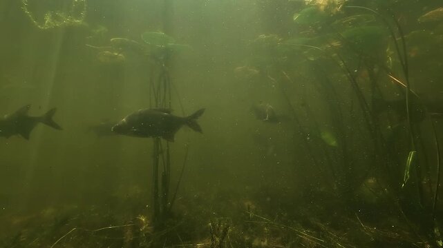 Common bream - Abramis brama - swim together beside lily pads, forming a calm group in lush green lake water.